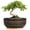 3-Black, variant on 8 Inch Succulent Pots with Drainage Hole & Bamboo Tray,Round Ceramic Shallow Planter for Indoor Plants,Cactus,Bonsai Tree Blue