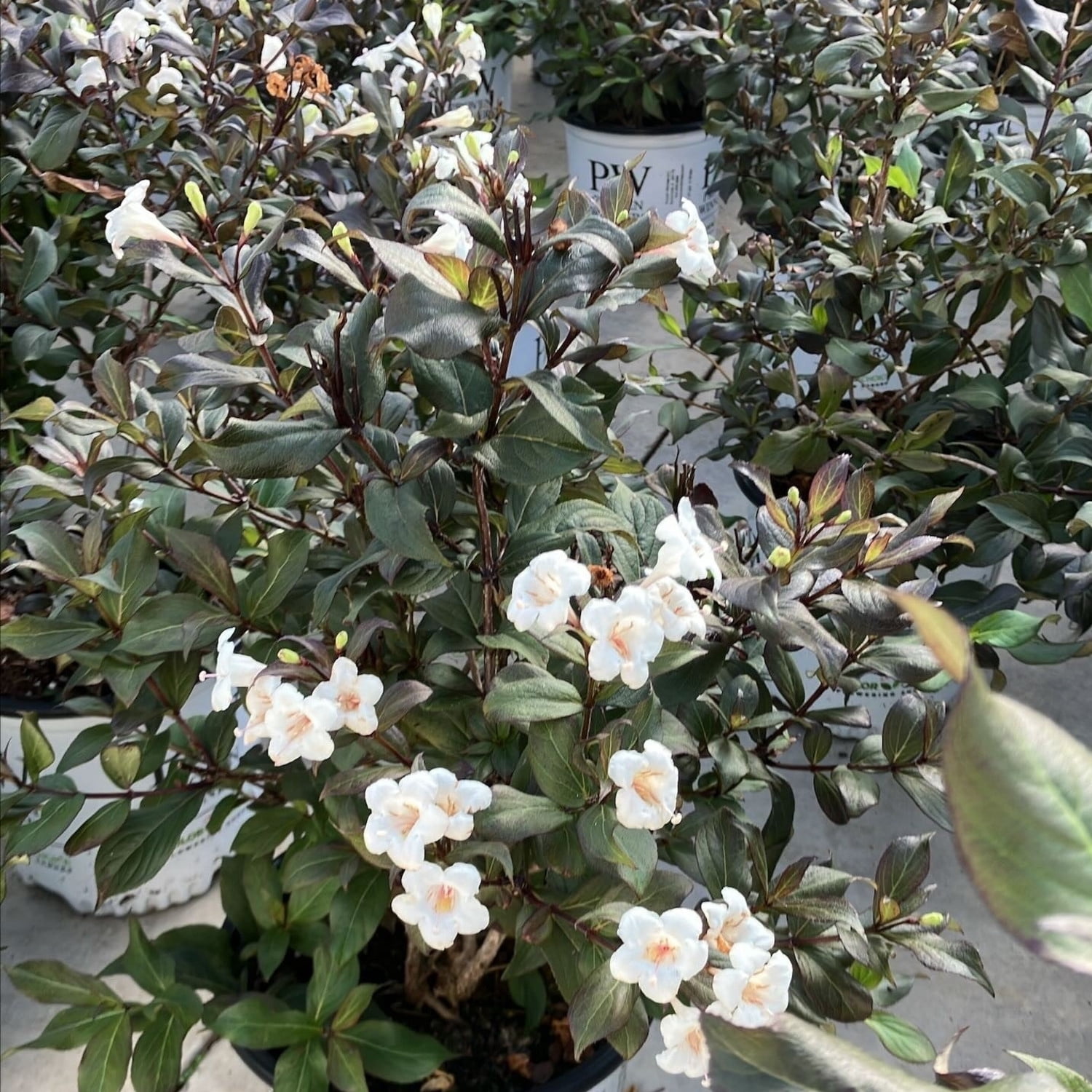 Proven Winners ColorChoice 6" White Wine & Spirits Weigela Live Plant in 7.5" Pot