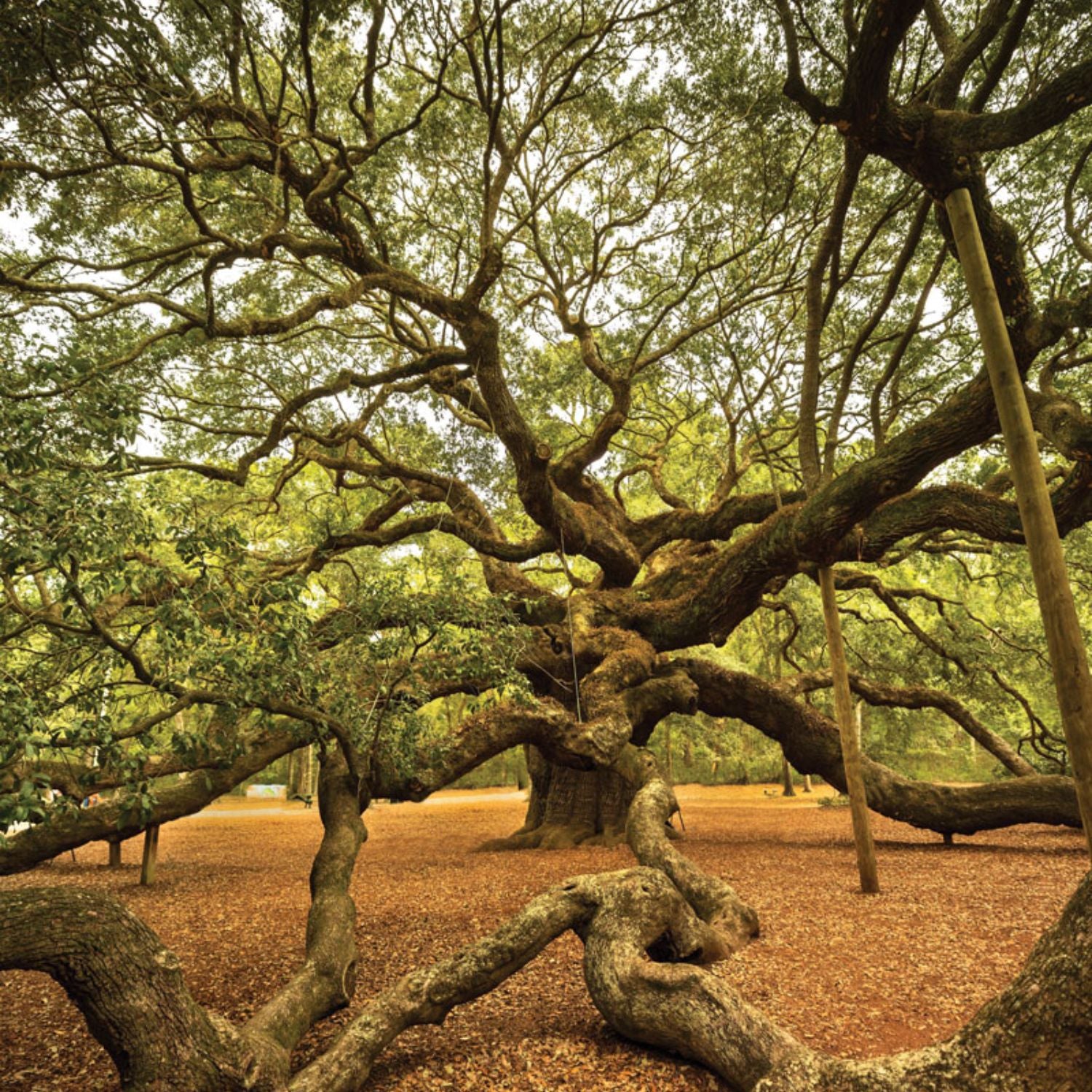 Expert Gardener 3-4 ft. tall Live Oak Live Tree in 7- Gallon Grower Pot