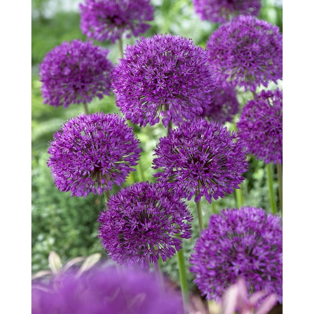 TASC Allium Aflatunense Purple SensationTASC Allium ‘Purple Sensation’ Aflatunense Perennial Flower Bulb