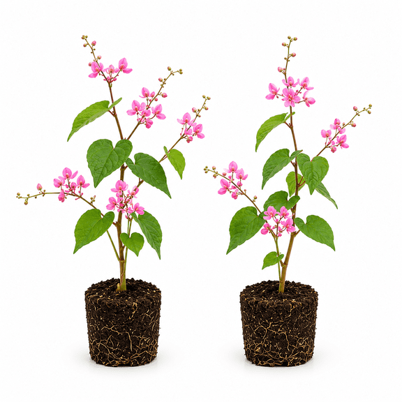 Coral Vine Starter Plants - Set of 2 Pink Blooms, Full Sun, USDA Zones 9-11, Ships Bare Root, No Pot