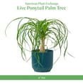 thumbnail image 7 of American Plant Exchange Ponytail Palm Tree, Live Houseplant, 6-Inch Pot, Pre-Bonsai, Plant for Home & Office, 7 of 7
