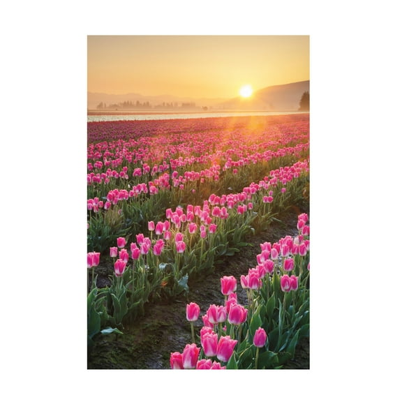 Trademark Fine Art 'Skagit Valley Tulips II' Canvas Art by Alan Majchrowicz