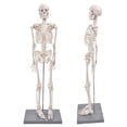 thumbnail image 1 of Human Muscular Skeleton Model, Human Skeleton Model Visual Lifelike  For Display And Study For Schools Teaching Use, 1 of 8