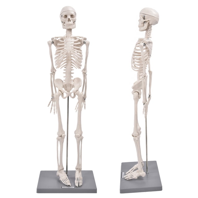 Human Muscular Skeleton Model, Human Skeleton Model Visual Lifelike For Display And Study For Schools Teaching Use