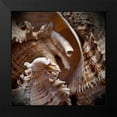 thumbnail image 2 of Perry, Rachel 20x20 Black Modern Framed Museum Art Print Titled - Macro Shells IV, 2 of 5