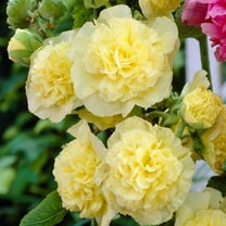 300  Double Yellow Hollyhock Seeds for MVR1 Planting - Giant Hollyhock Flowers Seed Perennial Outdoor Home Garden Flower Attracts Pollinators