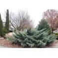 thumbnail image 6 of Expert Gardener Juniper 2.25G Live Plants Full Sun, 6 of 6