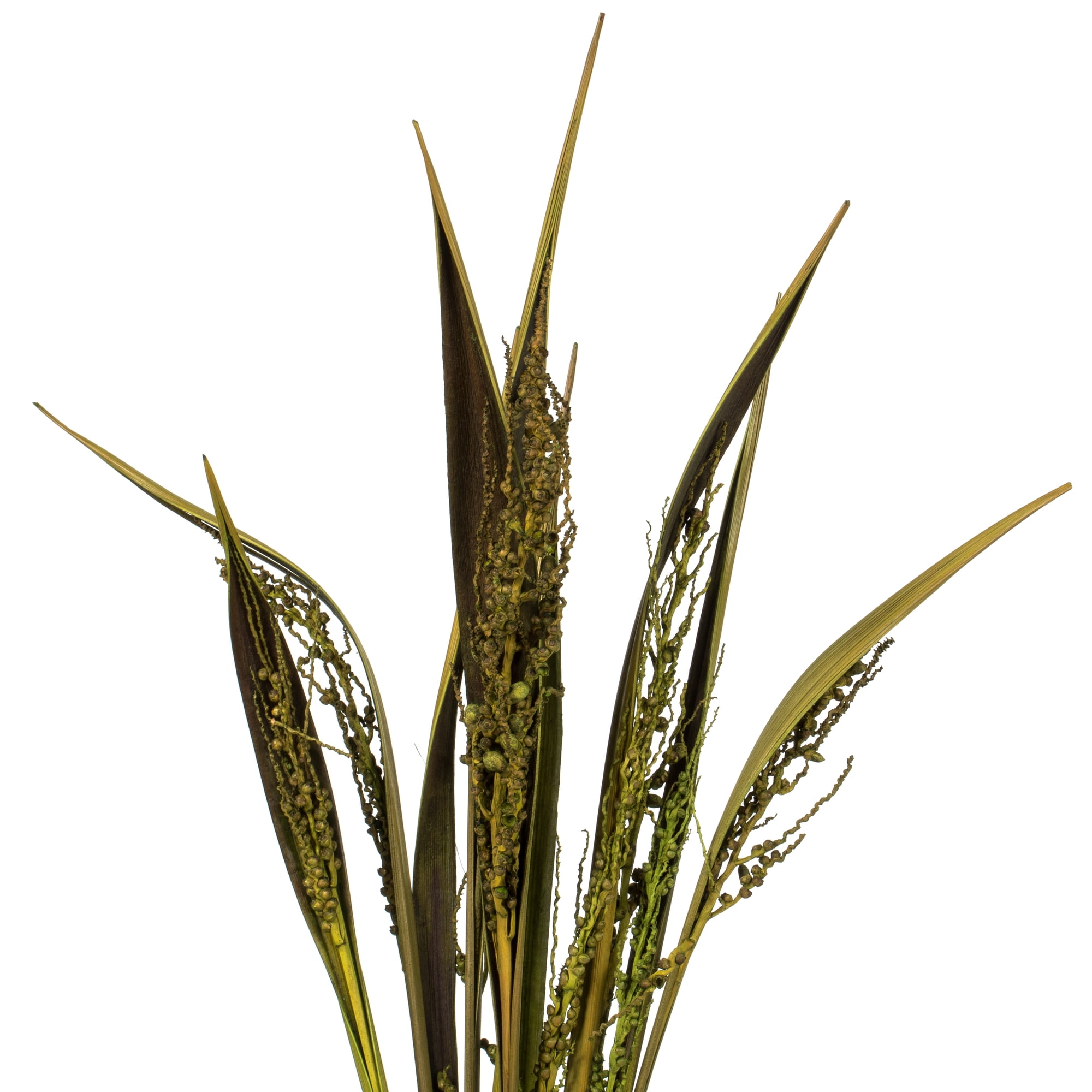 Vickerman 36" Basil Bahia Spears Seeded, 9 stems, Dried