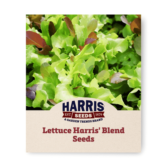 Harris Seeds 250 Lettuce Plant Seeds, GMO Free