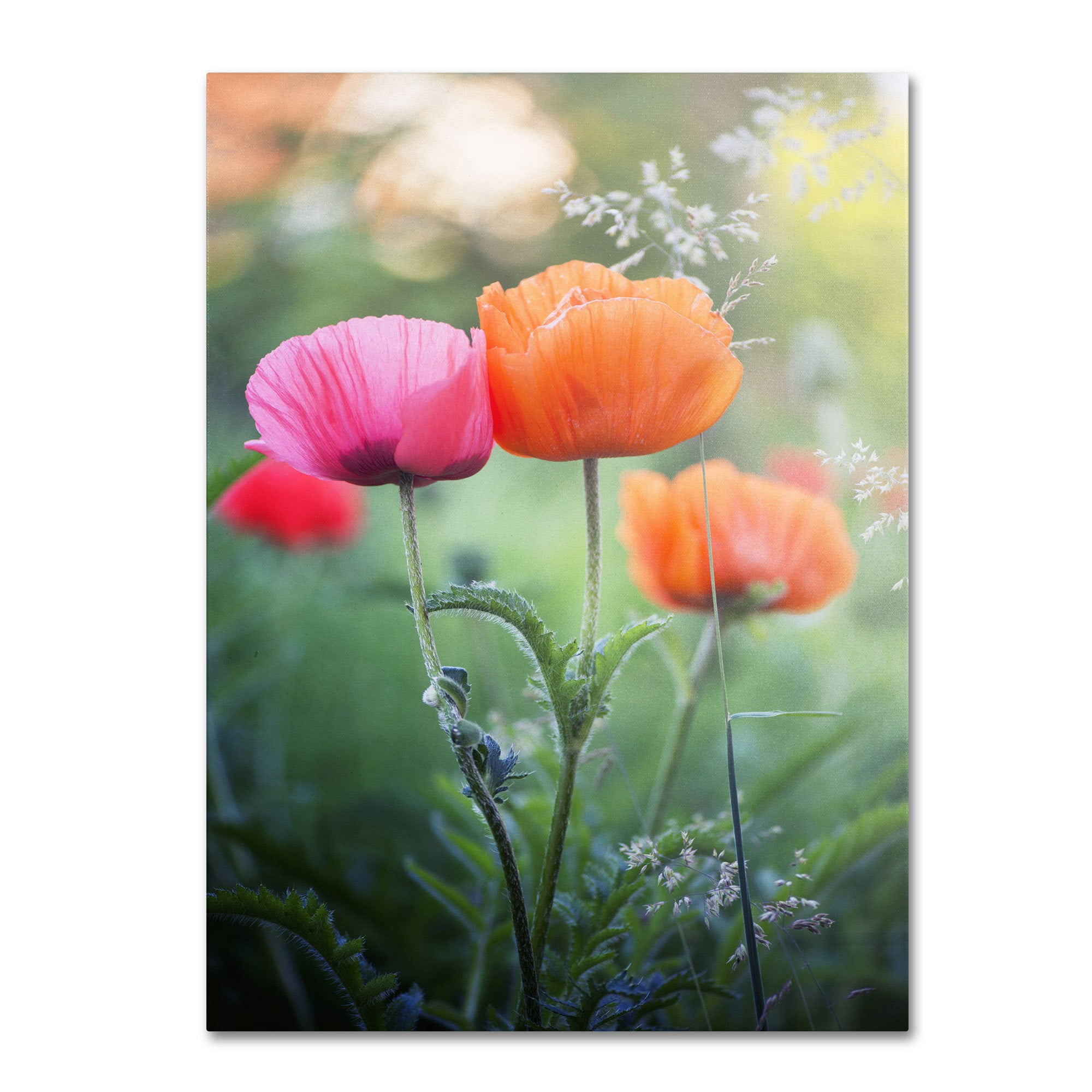 Trademark Fine Art "Love Me Again" Canvas Art by Philippe Sainte-Laudy