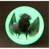 Ed Speldy East SS110 Large Dome Paper Weight with Real Bat in Acrylic Glow in the Dark