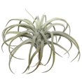 thumbnail image 1 of 10,5 Po de Choix de Tillandsia Gris, 1 of 1