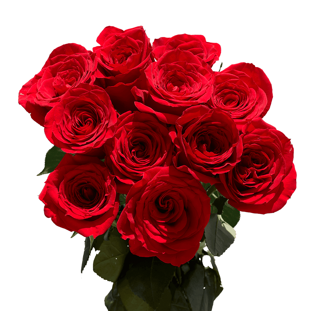 3 Dozen Red Roses