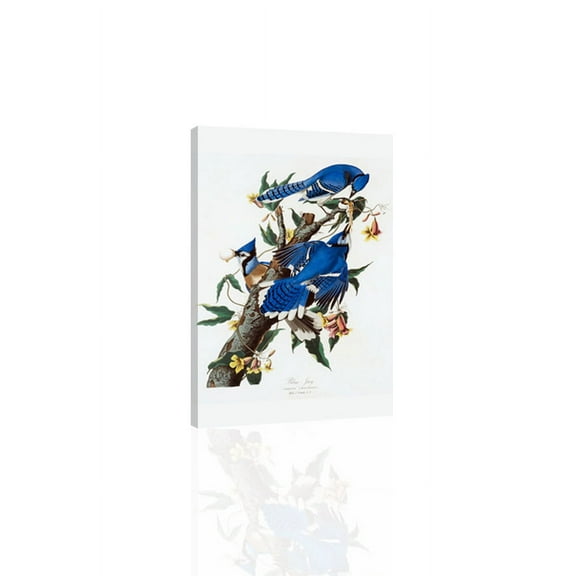 "Blue Jay, Audubon - CANVAS OR PRINT WALL ART"