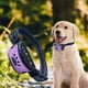 thumbnail image 5 of Collar antiladridos para perros sin ladridos, sensibilidad , recargable, eléctrico, ultrasónico, antiladridos, para la mayoría perros, Violeta Colco Collar de entrenamiento de ladridos, 5 of 8