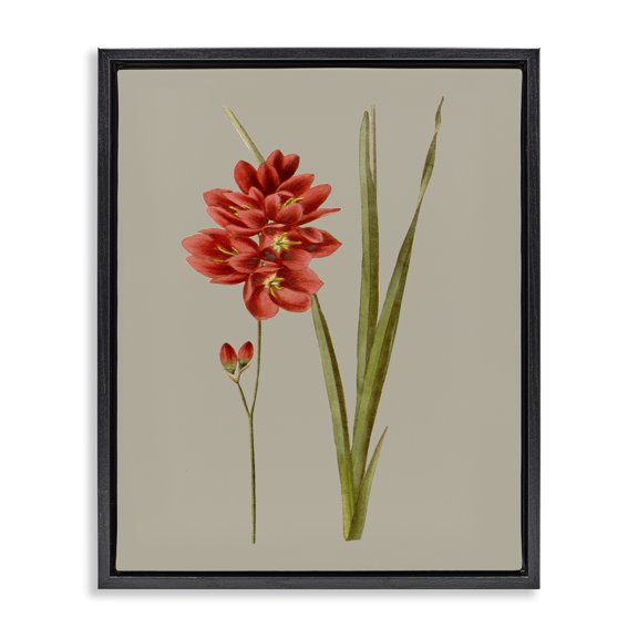 Stupell Industries Transitional Red Traditional Botanical Black Floating Frame Canvas Art, 17 x 21, by Vision Studio