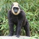 thumbnail image 4 of Artificial de Las Estatuas Al Animales Del Chimpancé de La , Paisaje Decorativo, 4 of 9