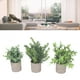 thumbnail image 1 of Plantas En Macetas Artificiales, 3 Paquetes Sin Riego Plantas De Eucalipto En Macetas En Forma De Riego Fáciles De Mantener Ecológicos Para El Escritorio, 1 of 7