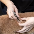 thumbnail image 3 of Tick Removal Tweezer, 3 of 9