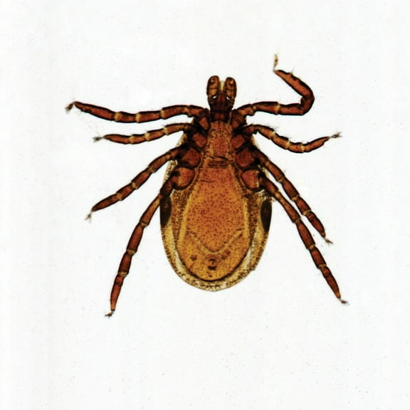 Ixodes Scapularis (Deer Tick) Male, W.M. Microscope Slide