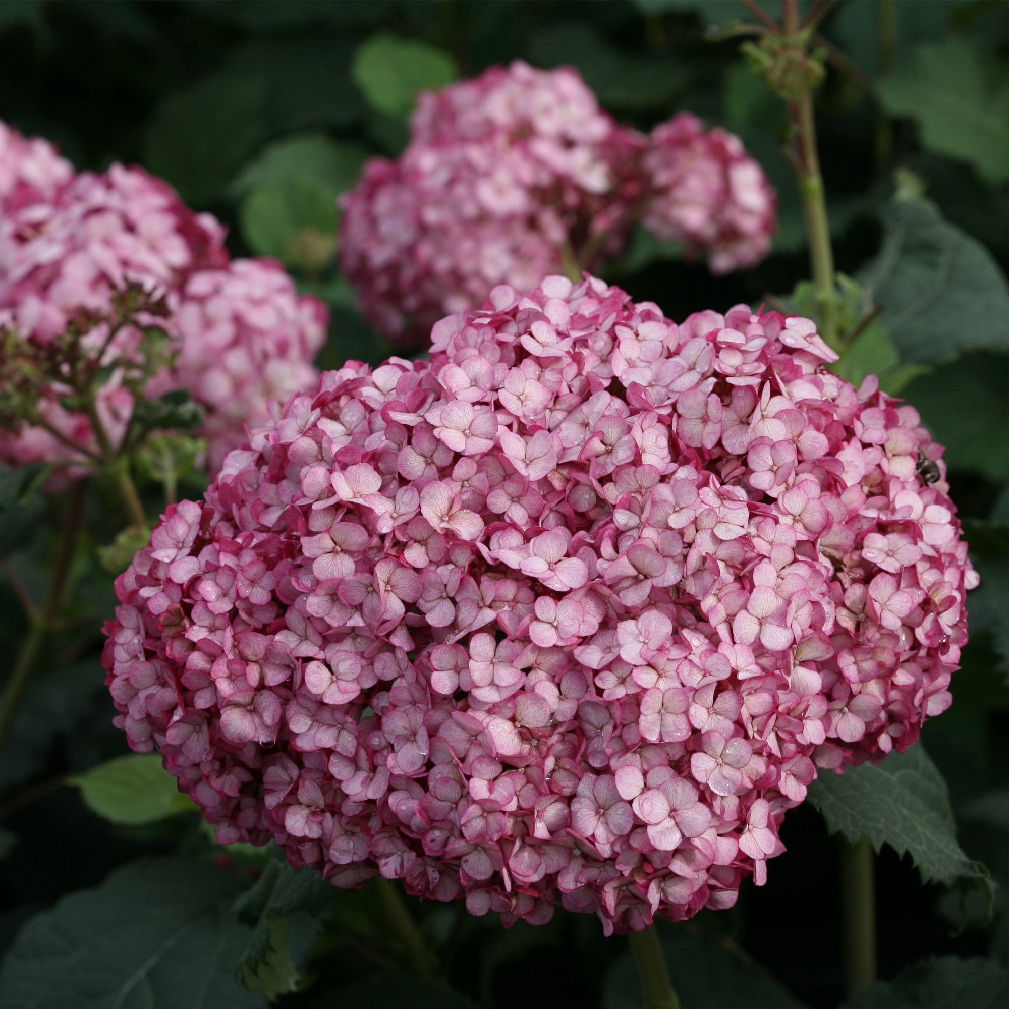 Proven Winners ColorChoice Invincibelle Mini Mauvette Hydrangea Live Shrub (2 Gallon)