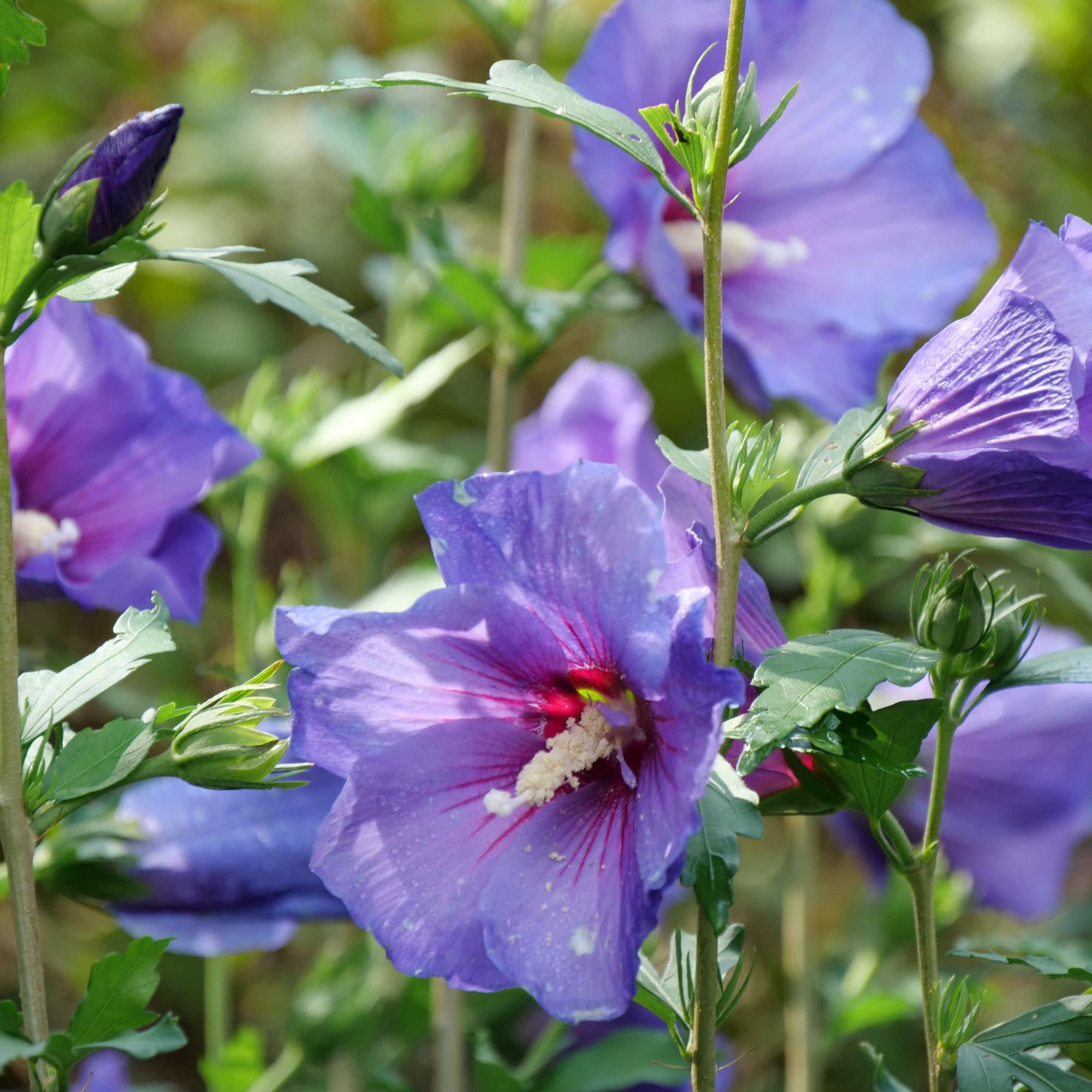 Proven Winners ColorChoice 5" Blue Paraplu Violet Rose of Sharon Live Plant in 4.5" Pot (4 Count)