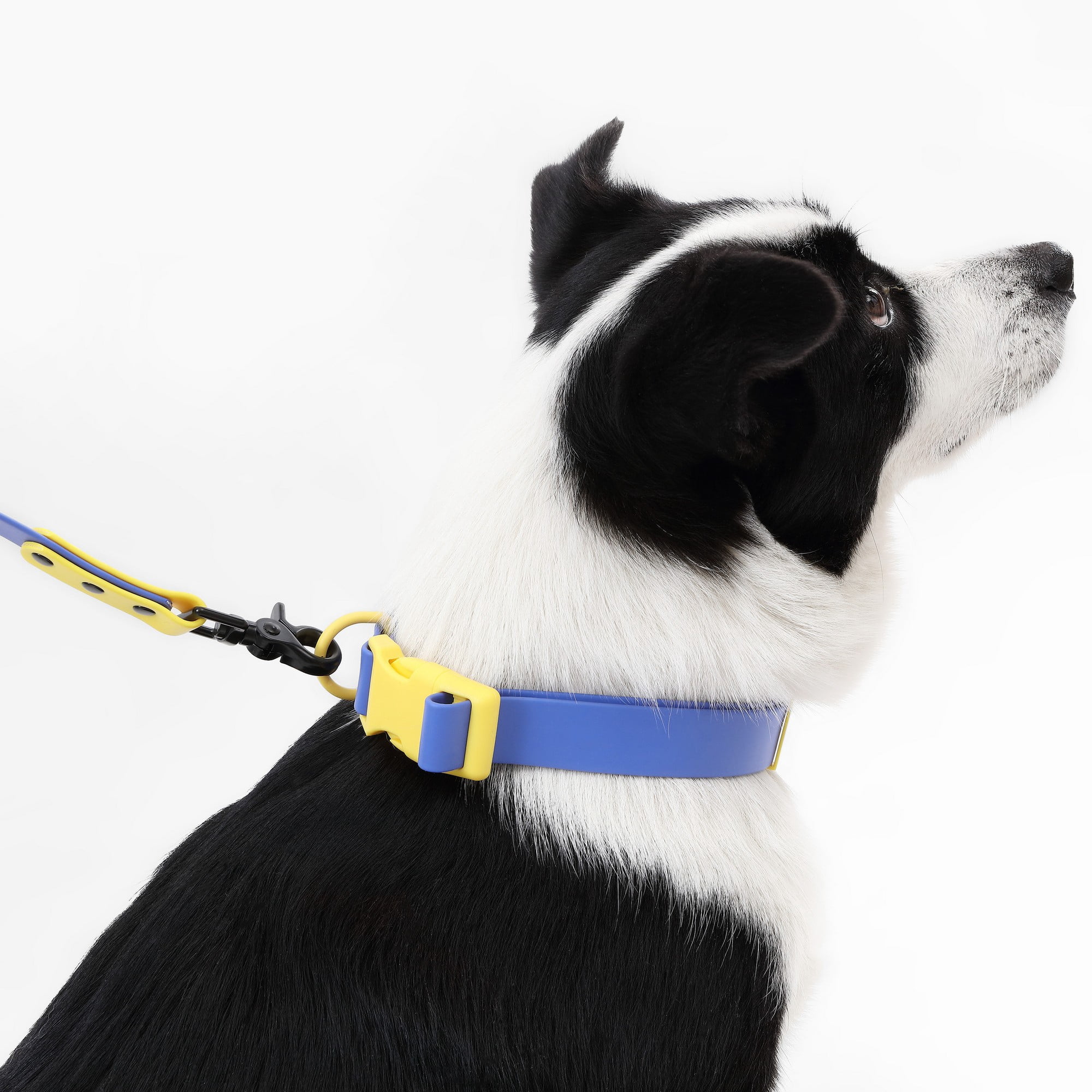 THE LICKER STORE Luna Large 8FT Adjustable 6-in-1 Waterproof Hands-Free Leash and Collar with LED Flashlight, Bag Dispenser, and Poop Bag Holder, Dark Blue/Yellow, WLK1006C-5SET