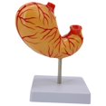 thumbnail image 4 of Kokiya Human Stomach Anatomical Model Easy to Use for Demonstration Display, 4 of 9
