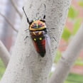 thumbnail image 4 of Craft Bug Ornament, 4 of 5