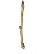 Hybrid Poplar Tree Starts - 3 pack