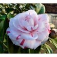 thumbnail image 3 of ( 1 ) - LA Peppermint Camellia Japonica - Starter Plant ( 4L ) ( 1 live plant ), 3 of 5