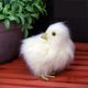 thumbnail image 3 of Juguete de peluche Pollito de peluche Palm Pet Chirpy Chick Easter Chick Juguete de peluche Wmkox8yii HAHFKSH1373, 3 of 5