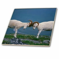 3dRose, Dall Rams, jousting on ridge, Denali National Park, Alaska, 6 Inch Ceramic Tile