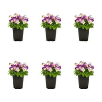Expert Gardener 1PT Pink White Viola Live Annual Plant Sun 6-Pack
