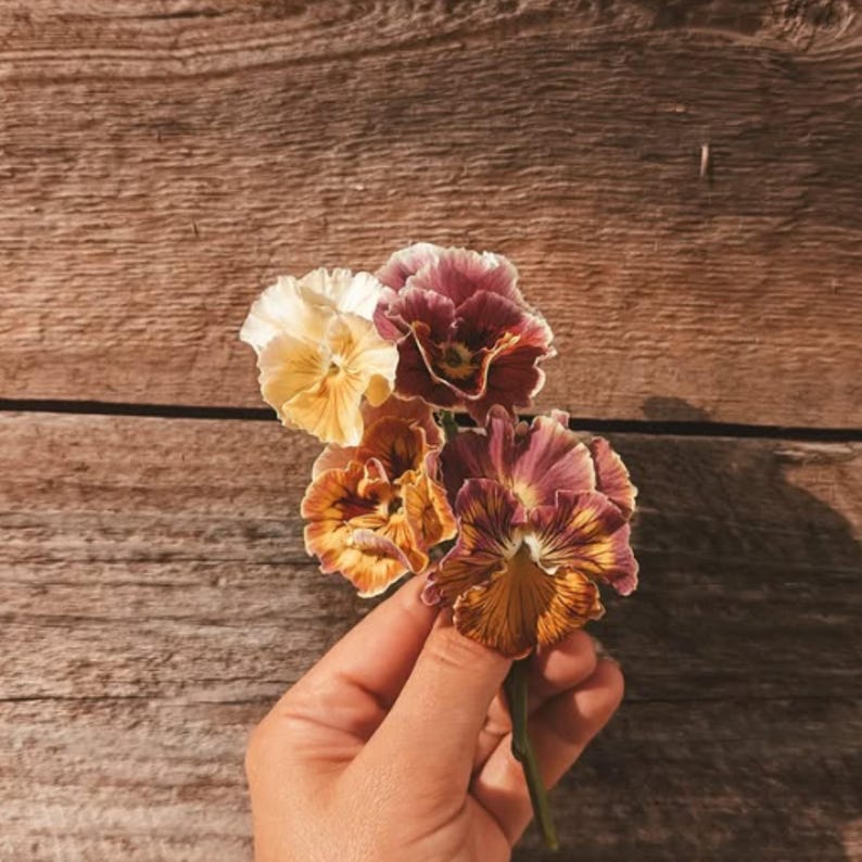 25 Seeds Chianti Mix Pansy - Cold and Draft Resistant - Self-Pollinating - Plant in Late Summer or Early Spring