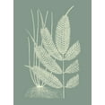 thumbnail image 2 of Vision Studio 15x18 White Modern Wood Framed Museum Art Print Titled - Ferns on Sage II, 2 of 4