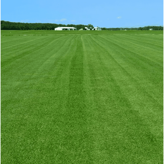 4000 Seeds Emerald Zoysia Grass Seeds for Planting, Zenith Zoysia Seeds for Lawn, Easy to Grow