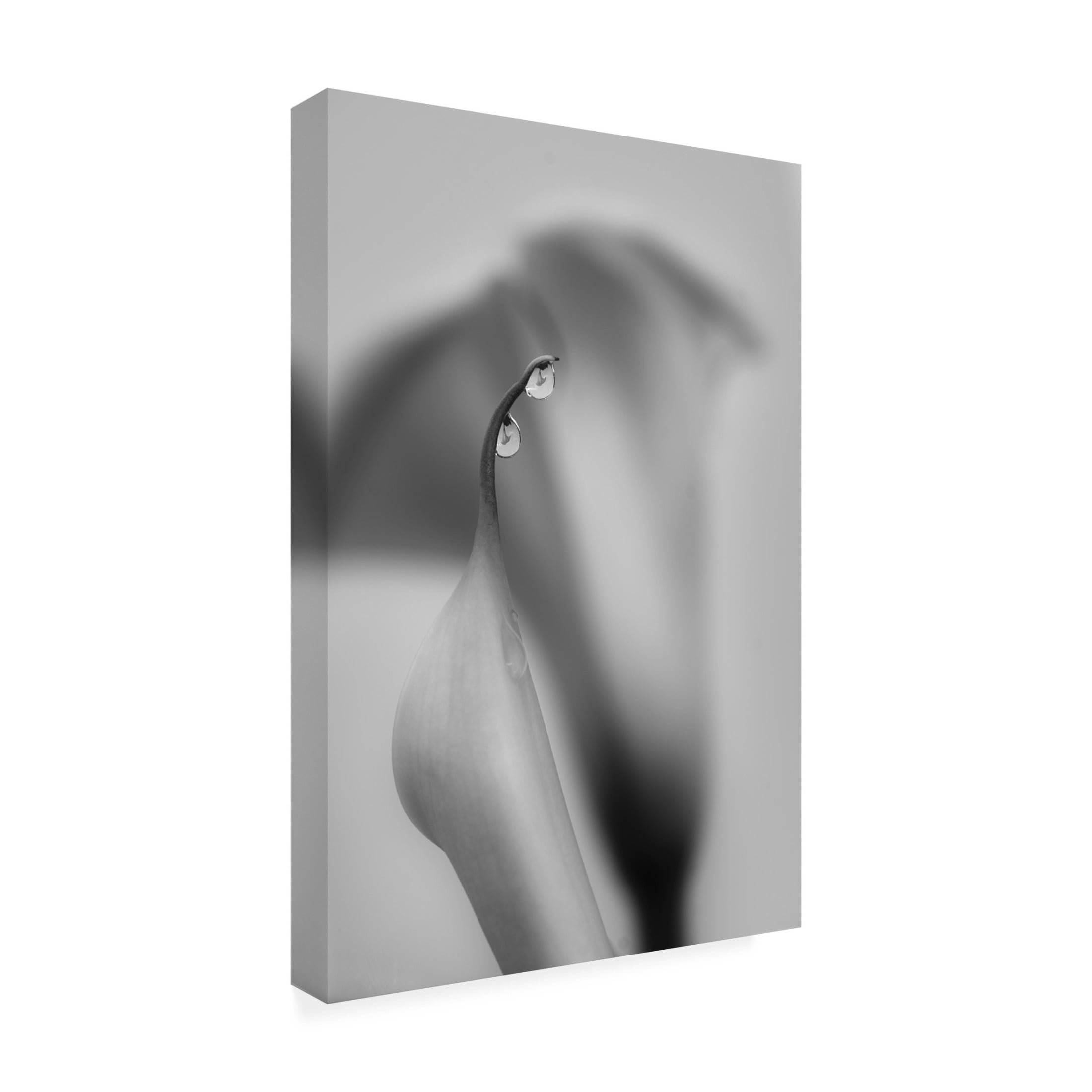 Trademark Fine Art Simon ChengLu Two Drops Canvas Wall Art