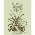 thumbnail image 2 of Munting, Abraham 26x32 White Modern Wood Framed Museum Art Print Titled - Vintage Aloe II, 2 of 4
