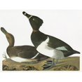 thumbnail image 2 of Audubon Duck. Nring-Necked Duck. Engraving After John James Audubon For His 'Birds Of America ', 2 of 4