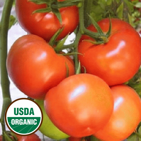Everwilde Farms - 25 Organic Bonny Best Heirloom Tomato Seeds - Gold Vault Jumbo Bulk Seed (Best Tomato Support System)