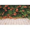thumbnail image 4 of Pollinators Welcome, 4 of 10