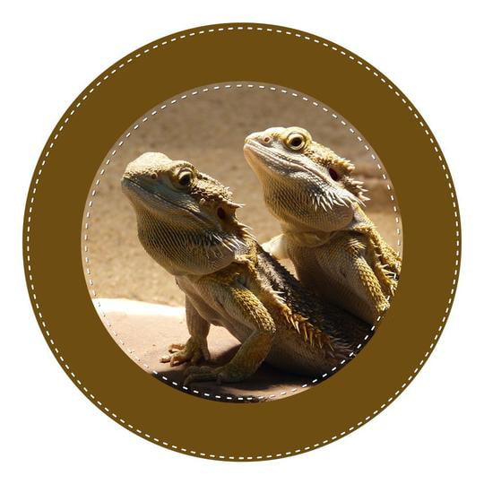 Personalised Birthday Bearded Dragons Round 8" Easy Precut Icing Cake Topper