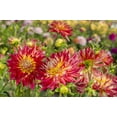 thumbnail image 2 of Shimlock, Jones 32x23 White Modern Wood Framed Museum Art Print Titled - USA, Washington Dahlia flowers in garden, 2 of 4