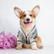 thumbnail image 4 of Pet Dog Sweater for Small Medium Dogs Puppy Cat Bear Pattern Cardigan Chihuahua Greyhound Clothes Coat Outfit Costume ShopWise Round, 4 of 8