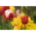 thumbnail image 2 of Bush, Marie 18x13 White Modern Wood Framed Museum Art Print Titled - Europe, Netherlands Tulips through a wet window, 2 of 4