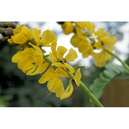 Avaram Senna 10 seeds Bright Yellow Flowers Attracts Butterflies Small evergreen Easy to grow drought tolerant container Cassia