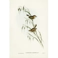 thumbnail image 2 of Gould, John 17x24 White Modern Wood Framed Museum Art Print Titled - Field Reed Lark-Calamanthus campestris, 2 of 4