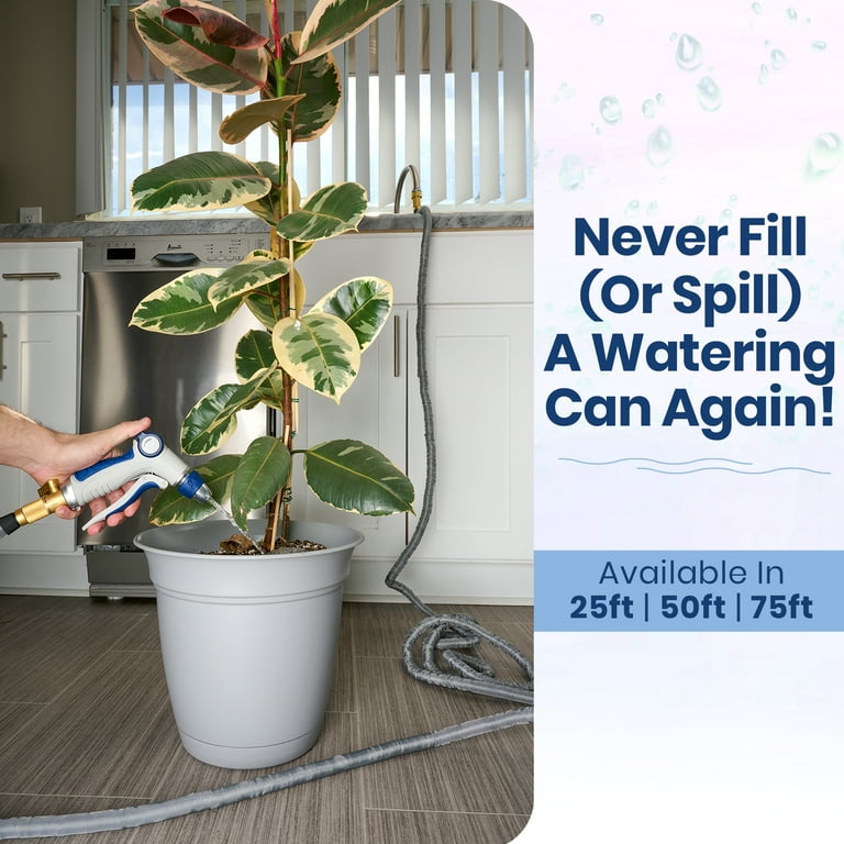 where can you buy a money tree 3-5 FT Money Tree- NYC, NJ, CT, Boston, Providence, Washington DC,  Baltimore, Philadelphia, Princeton, Long Island, and Upstate NY Local Plant  Delivery – Dahing Plants